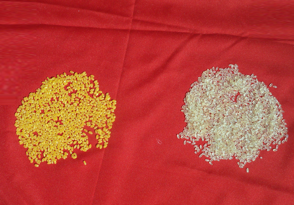 產(chǎn)品名稱：玉米黃金米人造大米
產(chǎn)品型號(hào)：
產(chǎn)品規(guī)格：